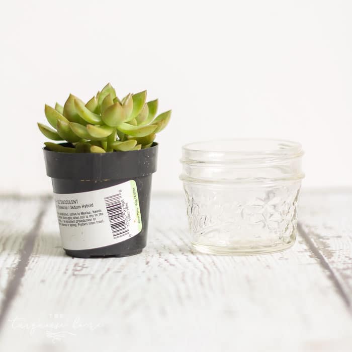 Love this! So simple and easy!! This succulent plant is just one of the teacher gift ideas for Teacher Appreciation and Mother's Day with free printable.