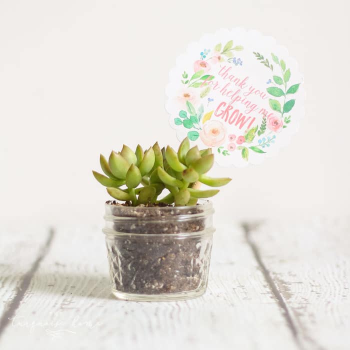 Love this! So simple and easy!! This succulent plant is just one of the teacher gift ideas for Teacher Appreciation and Mother's Day with free printable.