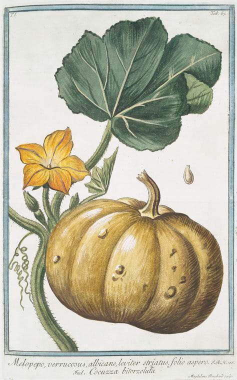 Squash and Blossom by Giorgio Bonelli