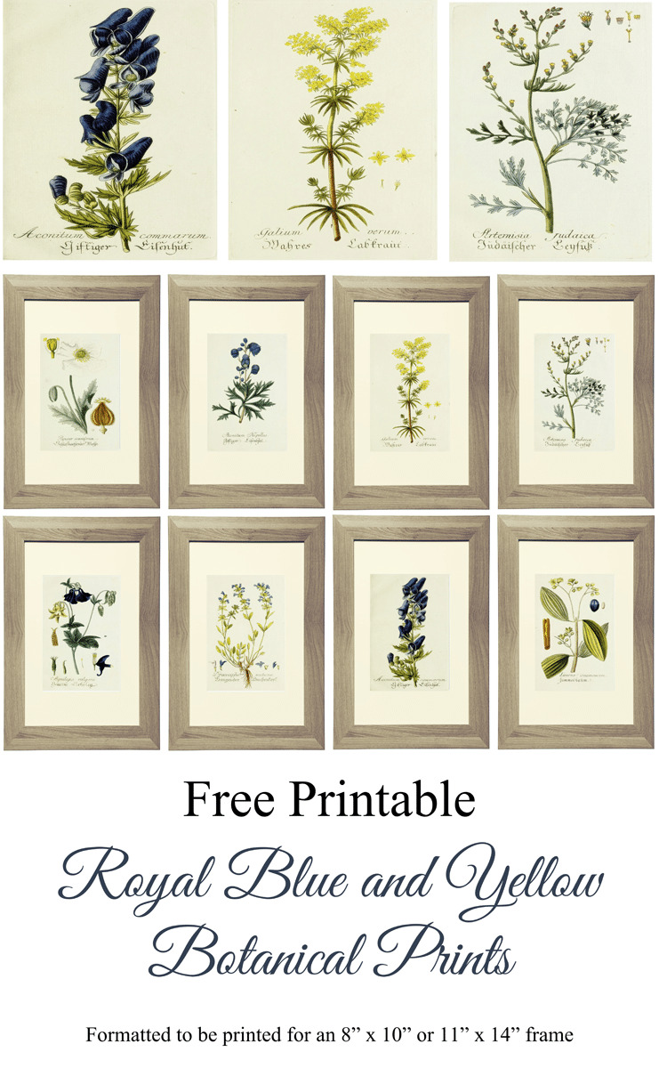 Vintage Botanical Prints for Free! {Printable Art}