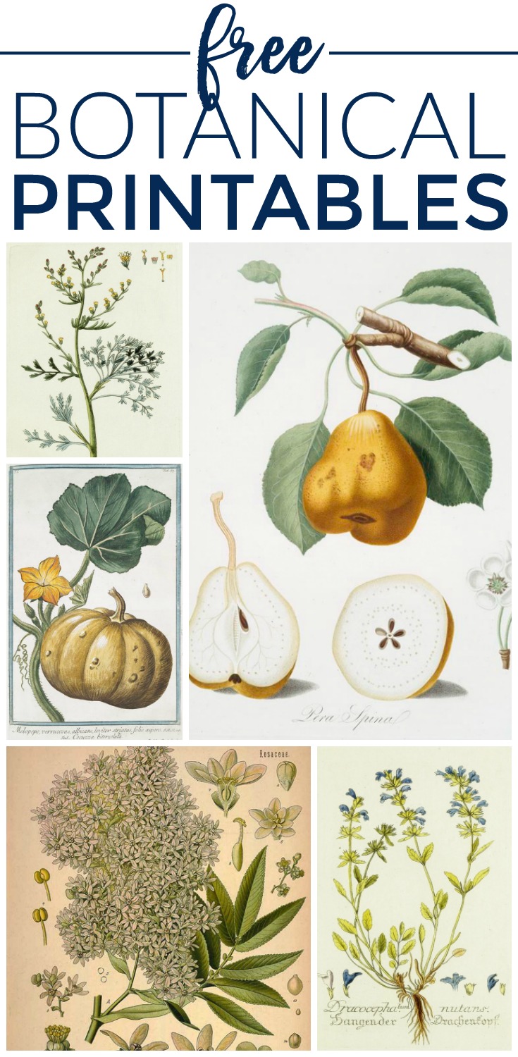 Vintage Botanical Prints for Free {Printable Art}