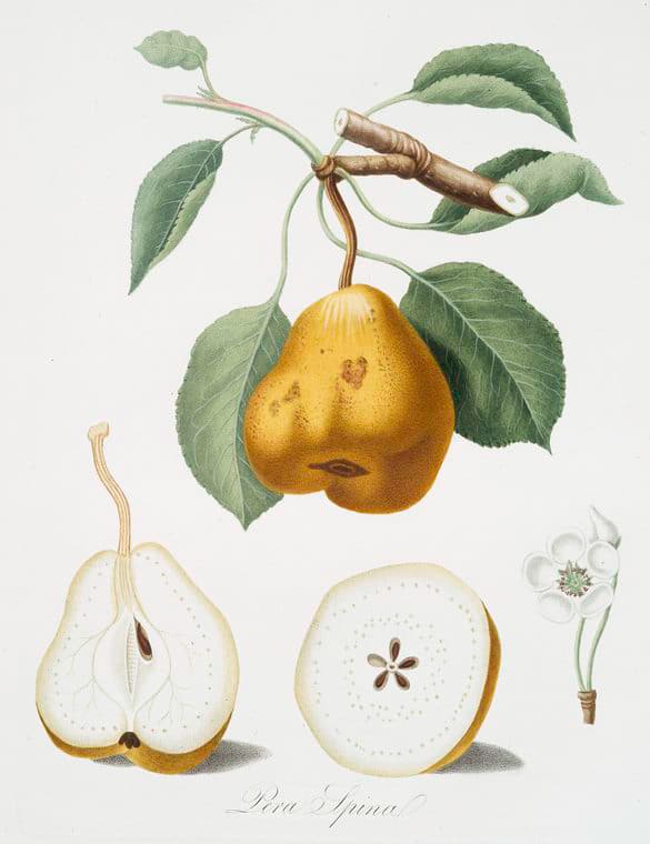 Pera Spina Botanical Prints