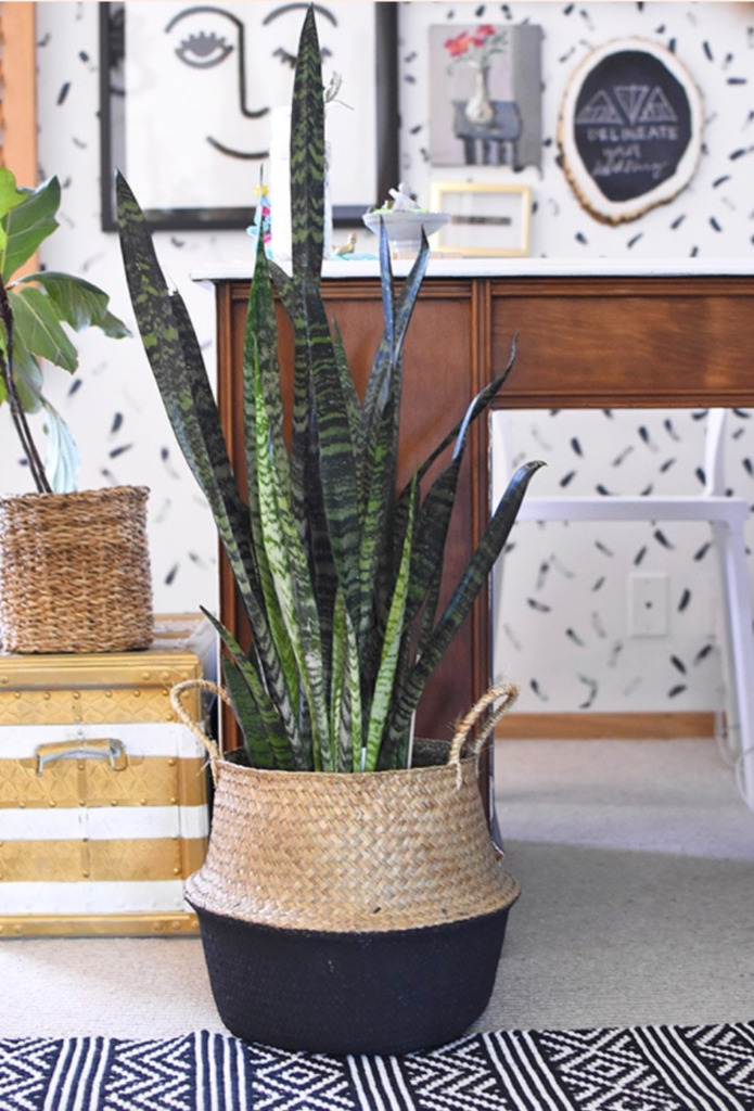 Snake plant in a basket planter.