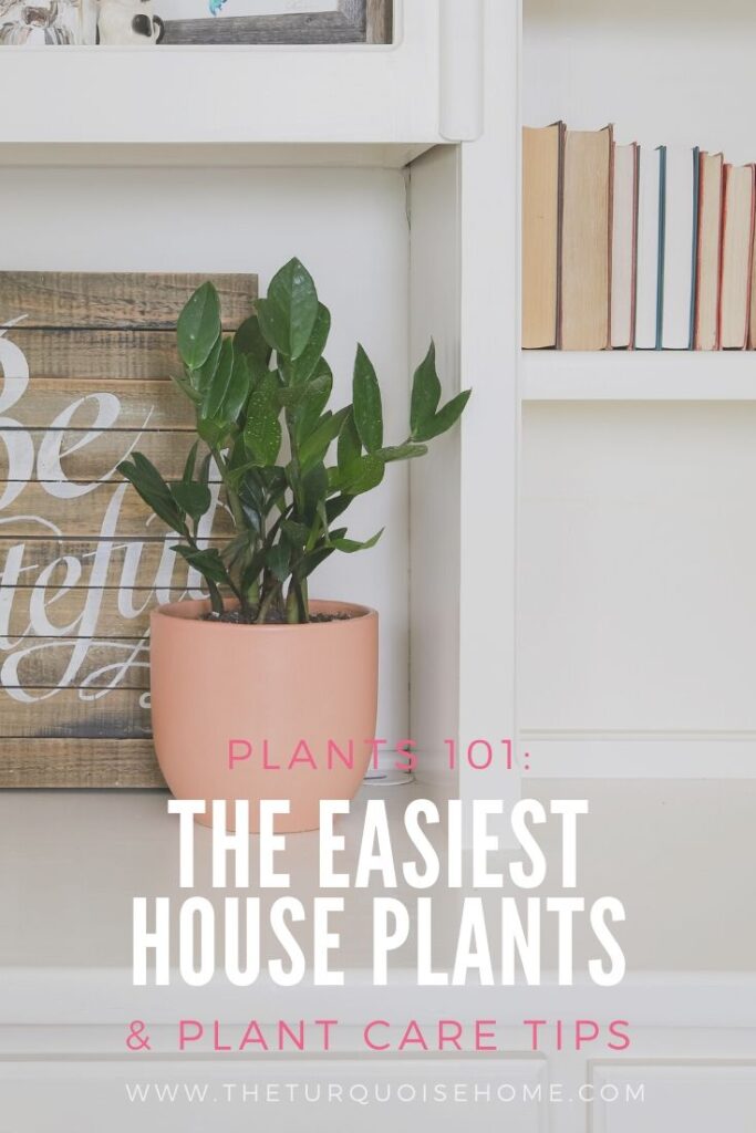 easiest house plants