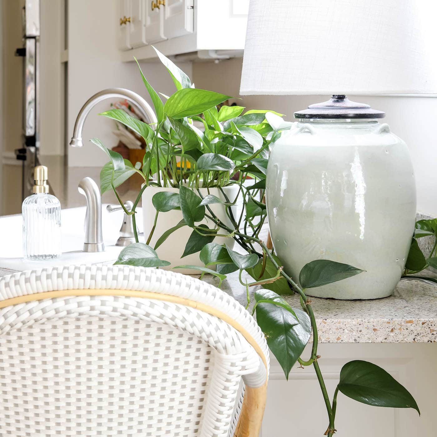 Pothos Plant on Kitchen Counter Decor