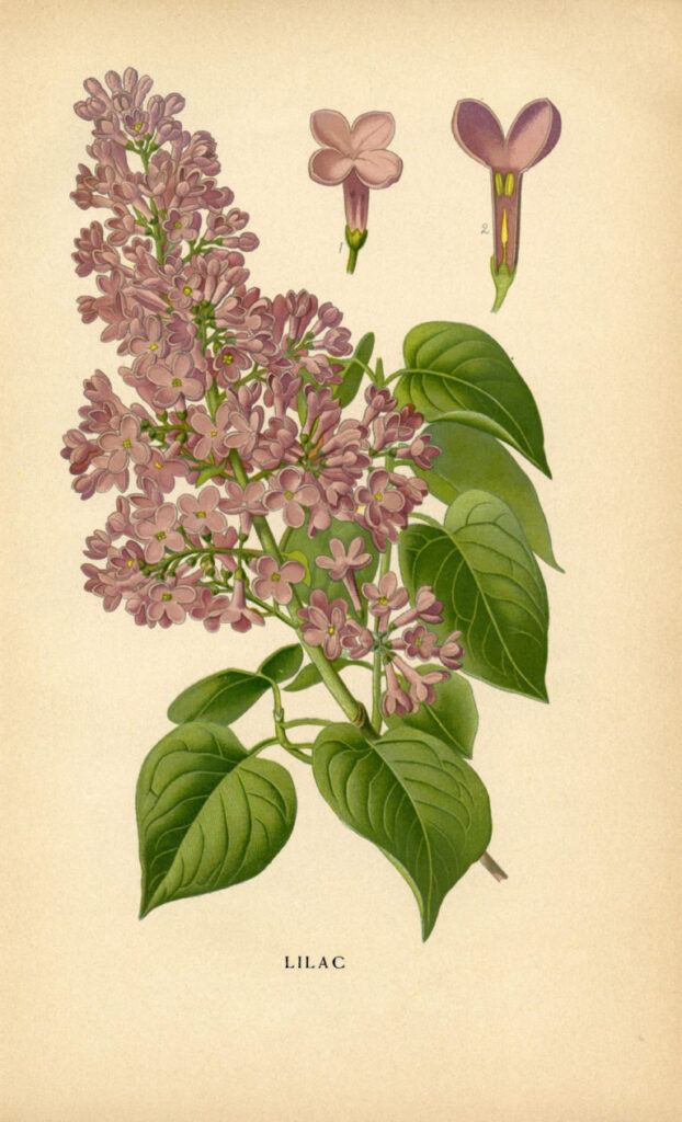 vintage botanical printable lilacs image