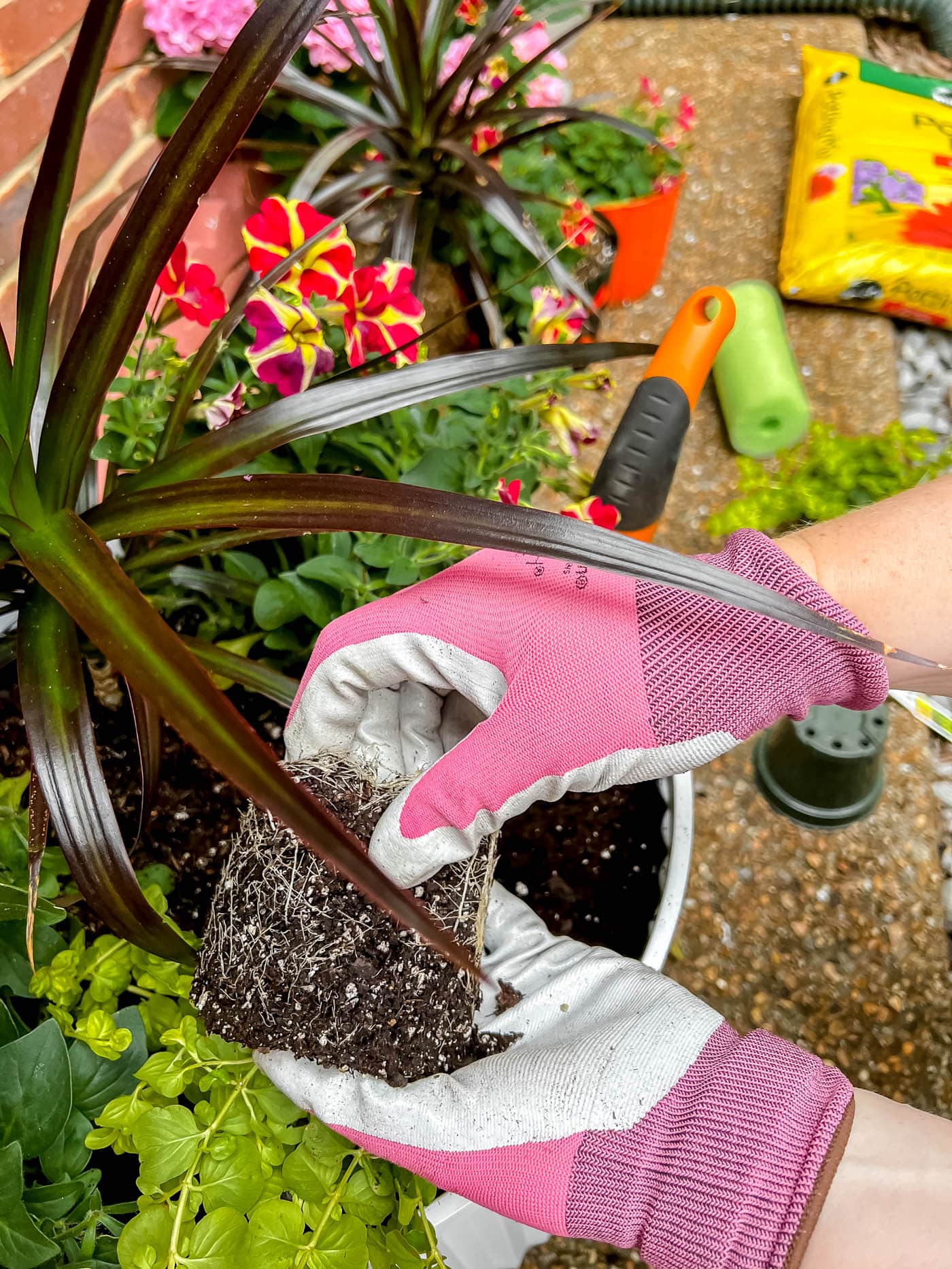 How to Plant Flowers in a Pot, Planter or Container