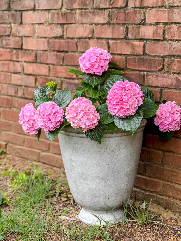 Planter with hydrangea flowers