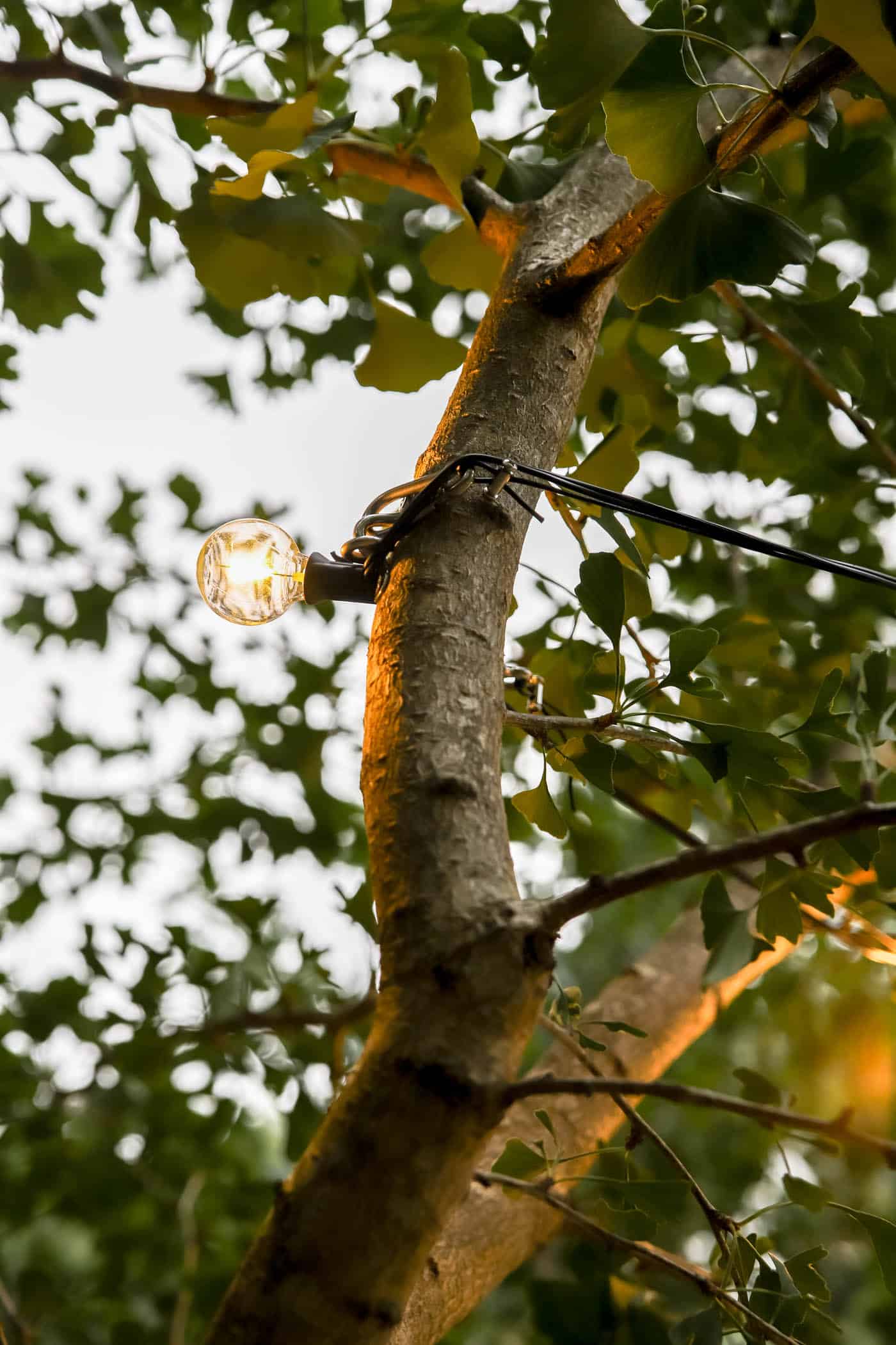 string lights attached to a tree branch.
