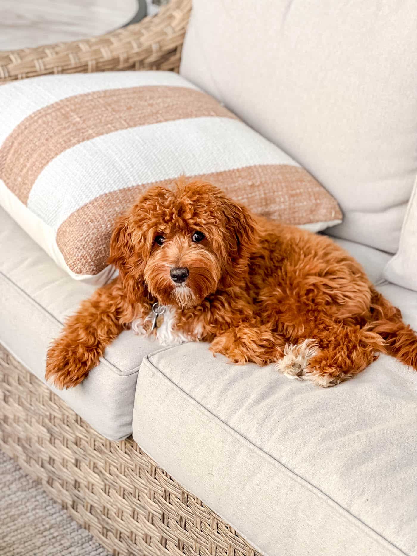 red and white Cavapoo pupping on a wicker outdoor sofa with striped white and burnt orange throw pillow next to the dog.