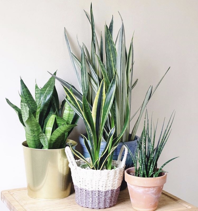 several snake plants gathered together in planters.