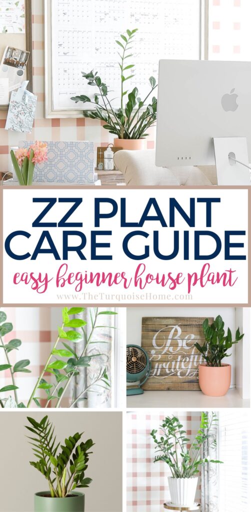 ZZ Plant Care Guide easy for beginners