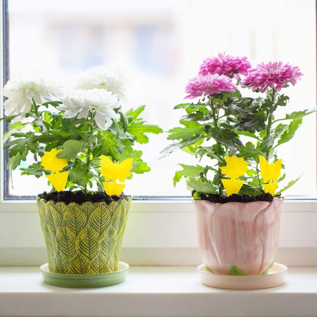 yellow sticky traps for house plants