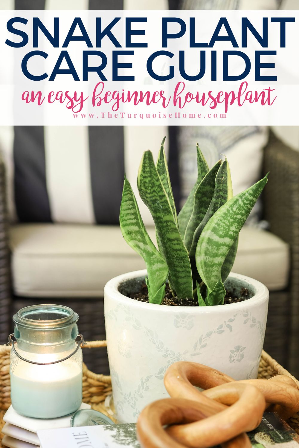 Snake Plant Care Guide - The Turquoise Home