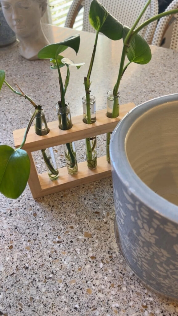 how to propagate a pothos plant