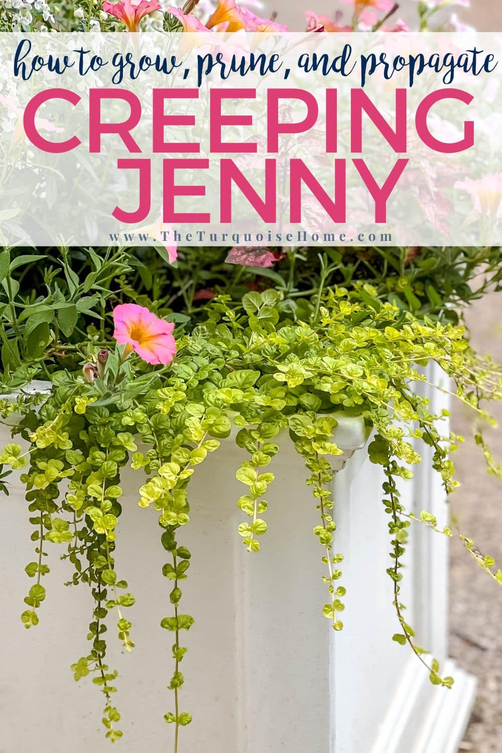 how to grow creeping Jenny