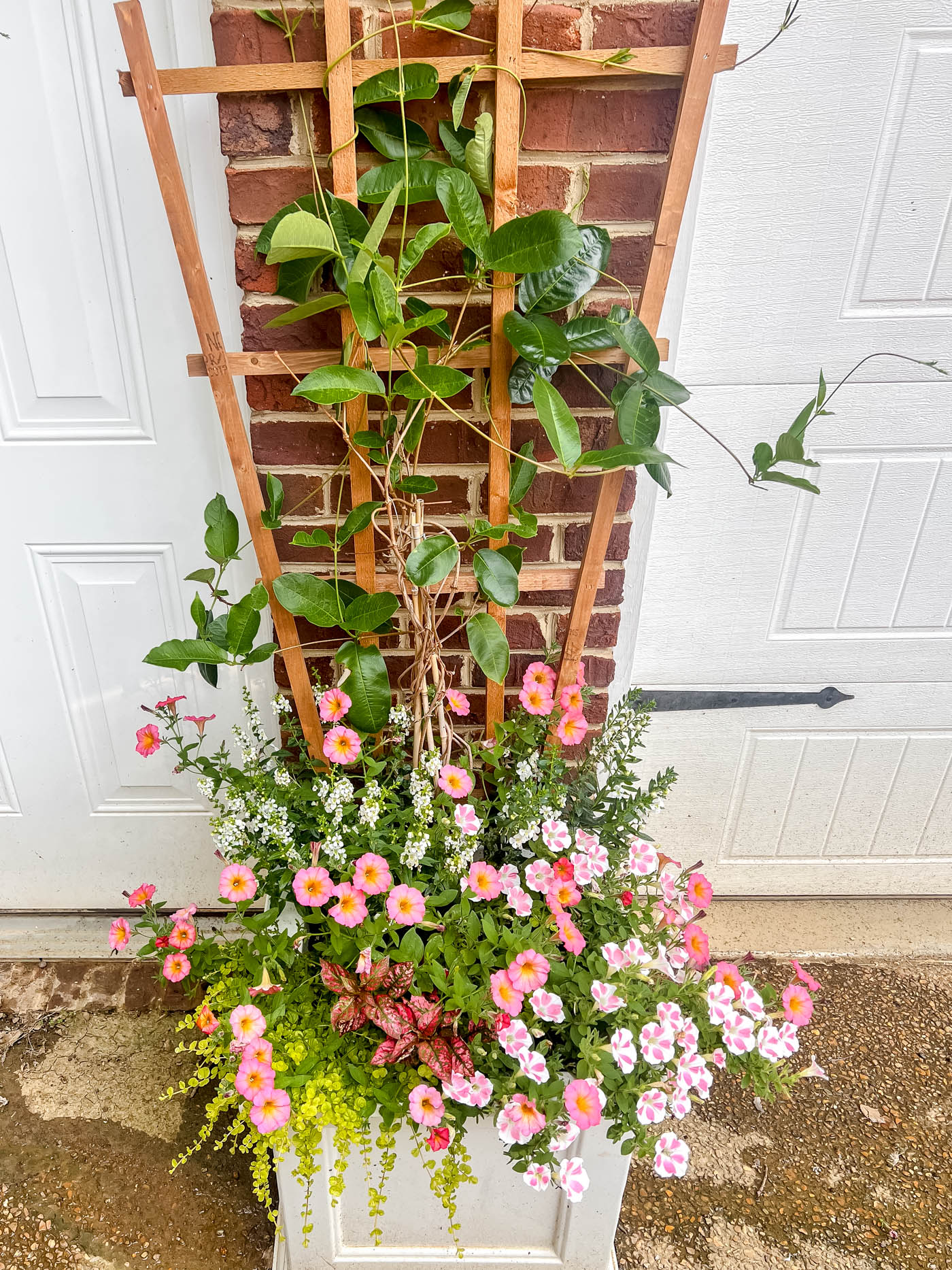 creeping Jenny in a container garden