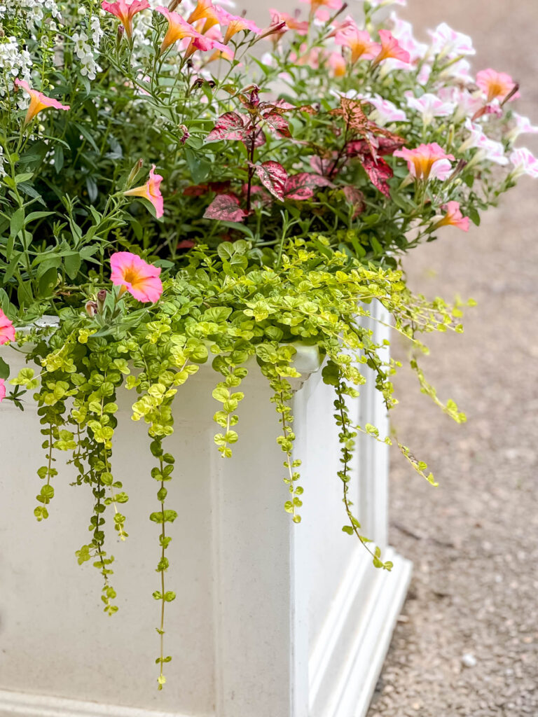 how to grow creeping Jenny