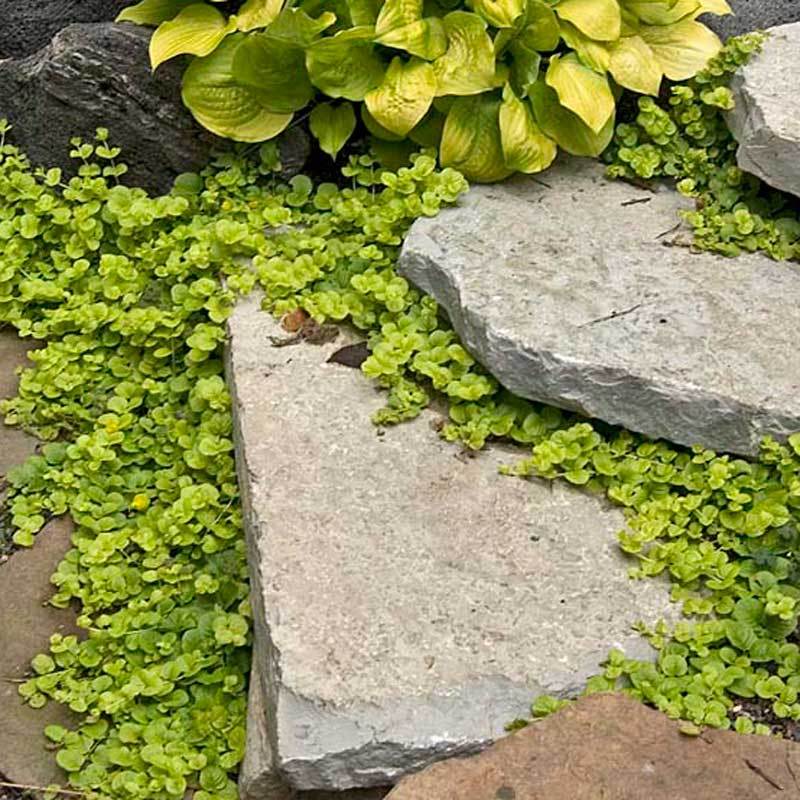 creeping jenny around stepping stones.