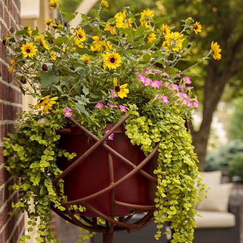 proven winners creeping Jenny