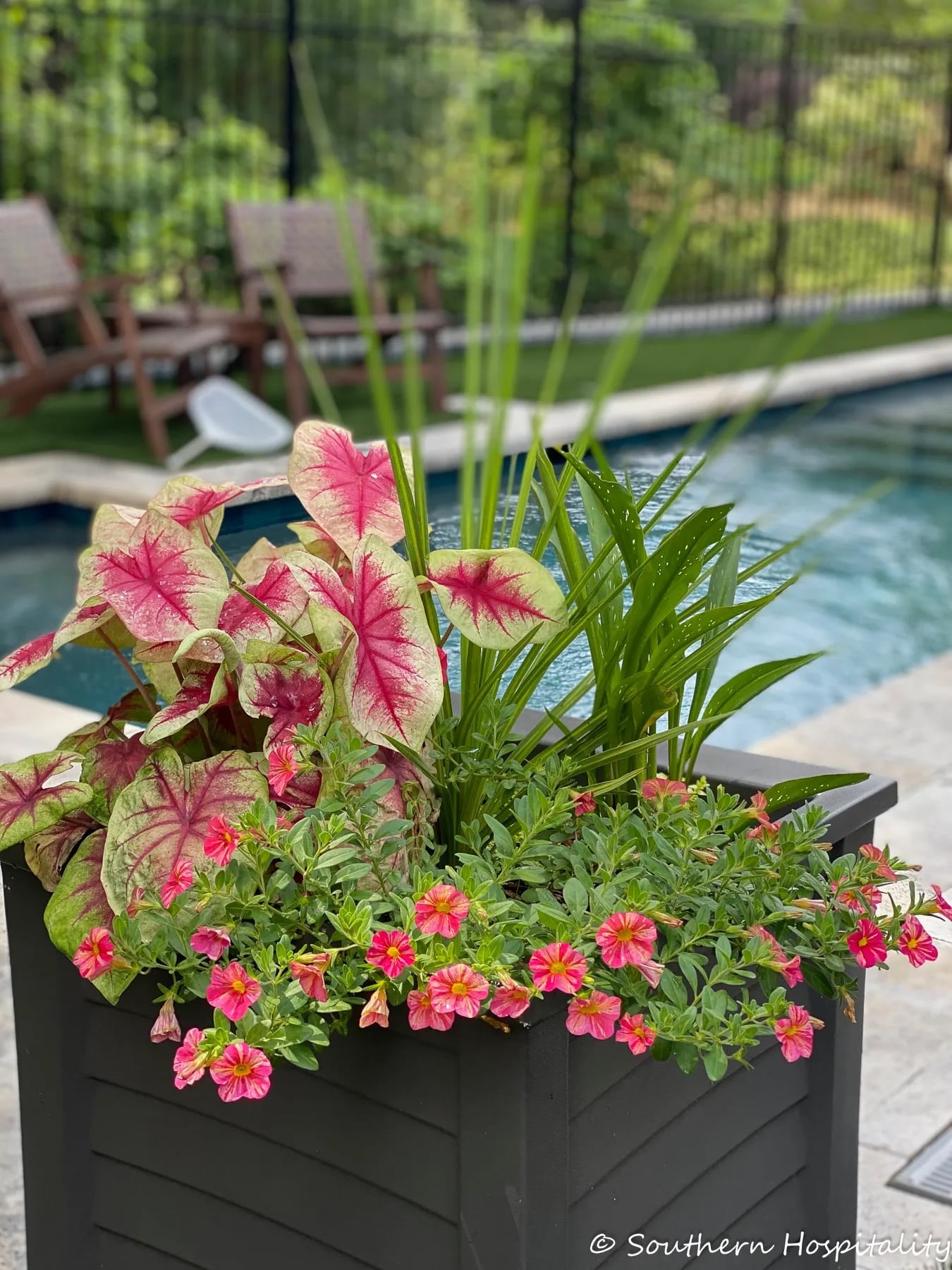 Our Backyard Pool One Year Later from Southern Hospitality