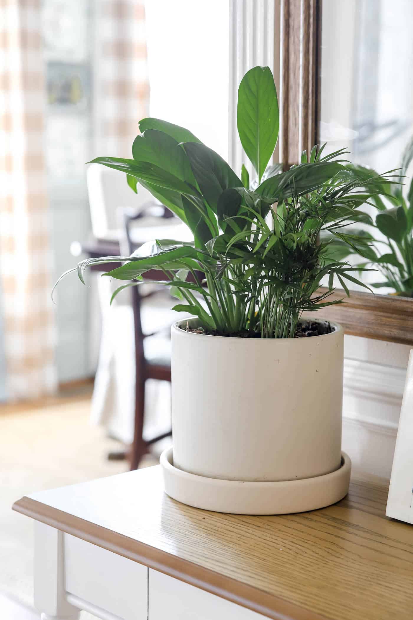 Bring real plants indoors for the winter to bring life to every corner of your home. 