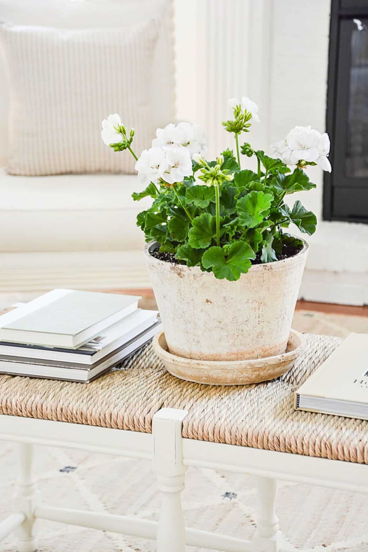 Using Summer Annuals And Perennials To Decorate Your Home Indoors
