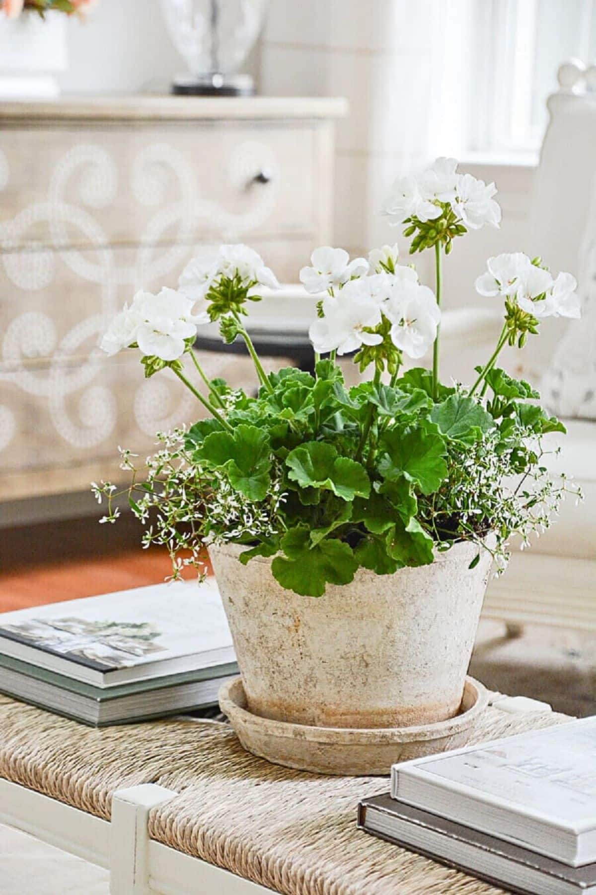a blooming plant on a coffee table